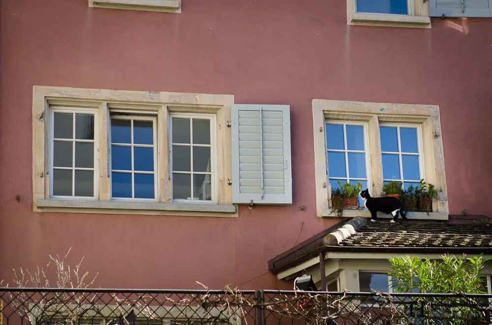 A curious cat in front of a window in Zurich