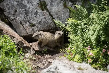 Two groundhogs sitting in front of their rock hole entry at Mount Hochschwab