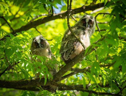 Long-Eared Owl Branchlings